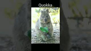 Quokka fun fact djaitwildlife shorts [upl. by Nnaycnan]