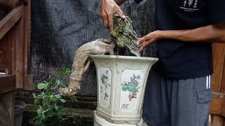 dari namanya bonsai mahal pantas jika banyak ditawar [upl. by Veal]