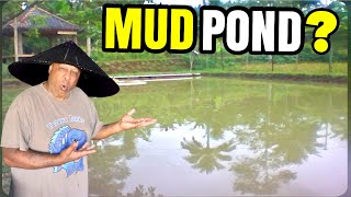 Are MUD PONDS Healthy for Koi Fish [upl. by Adriene545]