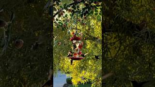 The REAL Difference Between Hummingbird Feeders for Beginners [upl. by Milstone615]