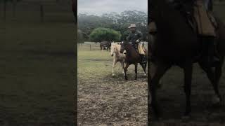 Liberty Horse Training  Carlos Tabernaberri [upl. by Oibaf]