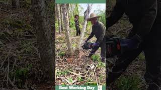 Best working day 2118 The process of cutting trees with a chainsaw [upl. by Xela659]