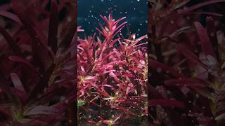 Rotala Colorata [upl. by Roxi]