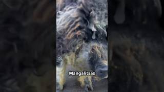 Mangalitsa Pigs [upl. by Notac]