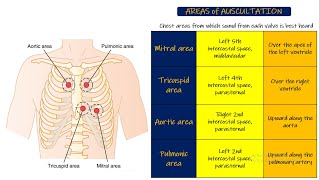 Areas of auscultation Chapter 23 part 2 Guyton and Hall Physiology [upl. by Ellerret]