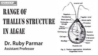 Range of Thallus structure in Algae  BSc MSc [upl. by Shetrit]