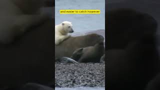 Polar Bear vs Walrus – A Battle of Titans in the Arctic [upl. by Han]