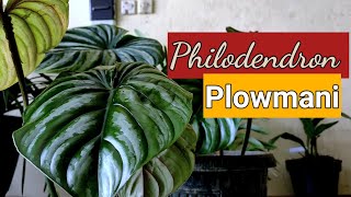 Philodendron Plowmanii [upl. by Eicyaj]