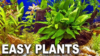 My Top 10 Easy Beginner Aquarium Plants [upl. by Yur]