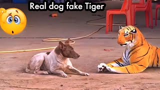 dog scared of fake tiger 🐯  prank on dog with tiger  tiger and dog viral video [upl. by Els457]