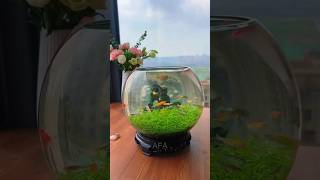 How to grow plant🌱😱 from seeds  Nano glass Vase aquarium  Planted glass bowl aquariumplants [upl. by Eneroc817]