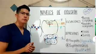 Niveles de oclusion 📈 [upl. by Udella]