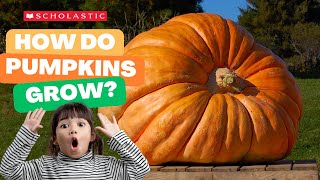 A Pumpkin 🎃 Grows  STEM for Kids [upl. by Mercuri143]