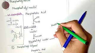 Role of Phosphatidylinositol in Signal Transduction  Doctor Z [upl. by Ayatahs]