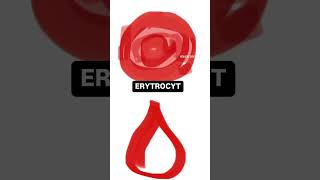 Lakrymocyt a erytrocyt prawidłowy badania laboratorium diagnostykalaboratoryjna kre erytrocyt [upl. by Eryn]