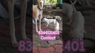 Rajapalayam Puppy dog sale in Tamilnadu Kerala palakkad karur Tiruppur namakkal salem Bangalore ooty [upl. by Lilah]