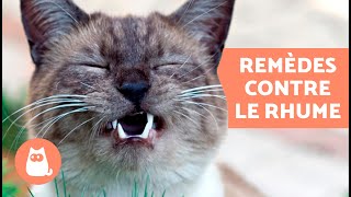 5 REMÈDES MAISON contre le RHUME chez le CHAT 🐱✅ Que DONNER à un CHAT ENRHUMÉ [upl. by Kubiak902]