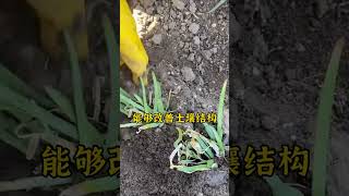 韭菜种植法宝——有机肥。韭菜种植 韭菜种植方法 种韭菜 怎么种植韭菜 韭菜 [upl. by Malim]