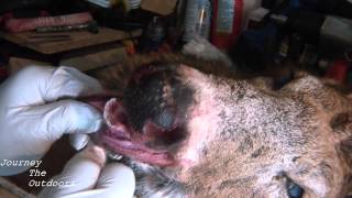 JTO 168  DEER TAXIDERMY  SKINNING A BUCK HEAD FOR MOUNTING PART 1 [upl. by Egres219]