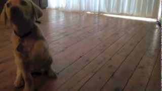 Labrador puppy training 11 weeks [upl. by Asik]