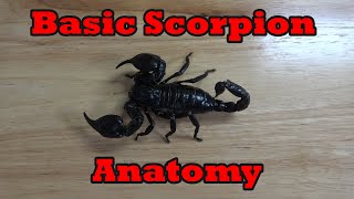 Basic Scorpion Anatomy [upl. by Arber]