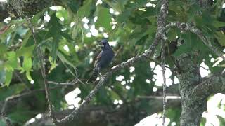 Blue Grosbeak  YWAM July 11 2024 [upl. by Kruter]