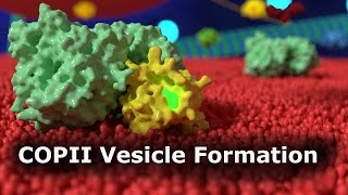 COPII Vesicle Formation [upl. by Ranee220]