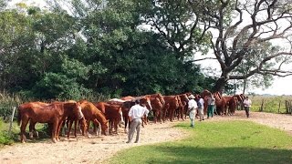 Argentinien  Im Land der Gauchos Doku HD [upl. by Haskell232]