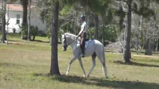 Training the young classical dressage horse [upl. by Welsh767]