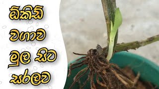 ඕකිඩ් වගාව  Orchid Cultivation Step by Step  ගෙවතු වගාව [upl. by Coralyn687]