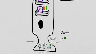 Rod Photoreceptor Physiology [upl. by Ihcelek]