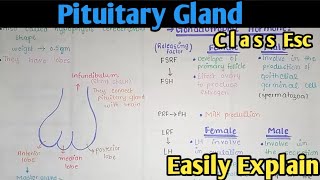 Pituitary Gland And Their Hormones  Class 12 Biology [upl. by Sayed]