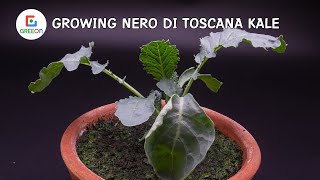 Growing Nero Di Toscana Kale Time Lapse 28 Days [upl. by Lennie766]