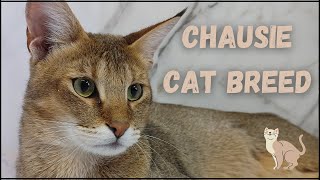 CHAUSIE CAT BREED  MEET DAKOTA AND CYPRESS 😸 [upl. by Nylireg]