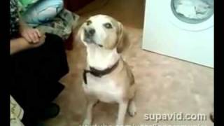 Dog Dances For food танцующая собака [upl. by Lorrayne]