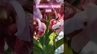 My Blooming Sanderiana x Thonglor Sand plants vandastrap [upl. by Reseta308]