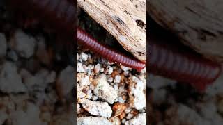 Millipede 6millipedes nature frog babyanimals [upl. by Aiveneg]