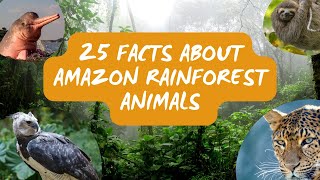 Animal facts for kids  25 Facts About Amazon Rainforest Animals [upl. by Fillbert]