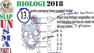 prediksi un biologi sma 2018  paket A no 13 jaringan transportasi monokotil [upl. by Tompkins]