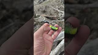 When Aylesford Lake is drained I search for snagged lures [upl. by Daraj949]