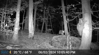 Our Backyard Animals Trail Camera Videos  Coyote Chases Raccoon and more New England Wildlife [upl. by Dekeles]