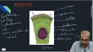 ANATOMY OF ROOT STEM LEAF CLASS 11 ANATOMY OF FLOWERING PLANTSBOARDNEETCUET [upl. by Vokaay]