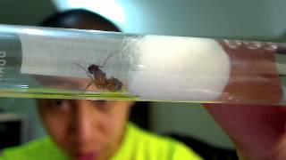 New Camponotus sp Queen by AntsCanada [upl. by Eniaj]