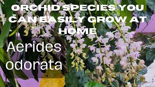 How to care for Vanda orchid Aerides odorata [upl. by Acireit]