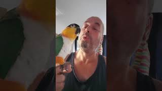 Caique Parrot 3  Singing amp Dancing parrot caique caiques birds bird petbirds funny shorts [upl. by Stanislaw166]