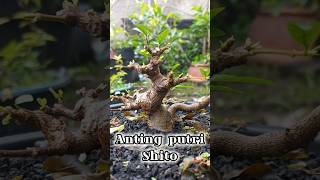 Anting putri shito bonsai bonsaimame bonsaiantingputrijuara [upl. by Luedtke162]