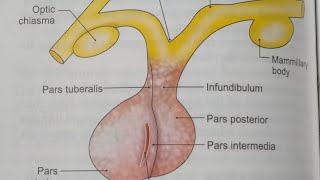 PITUITARY GLAND ANATOMYNOTESBDCHAURASIAHEADNECK AND BRAIN ANATOMY [upl. by Derk]