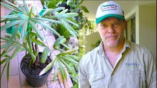 Repotting a Raphis Palm  Greg The Gardener [upl. by Indihar]