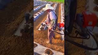 The process of using a manual lawn mower for planting seedlings [upl. by Dick]