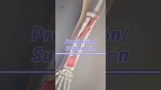 Movimientos de pronación y supinación anatomia biomecanica antebrazo [upl. by Thgiled]